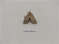 藏品(內點刺蛾)的圖片